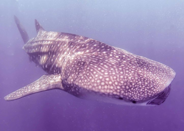 Whale Shark, Maldives
