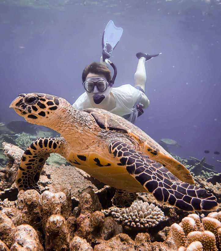 Paul and Turtle, Maldives