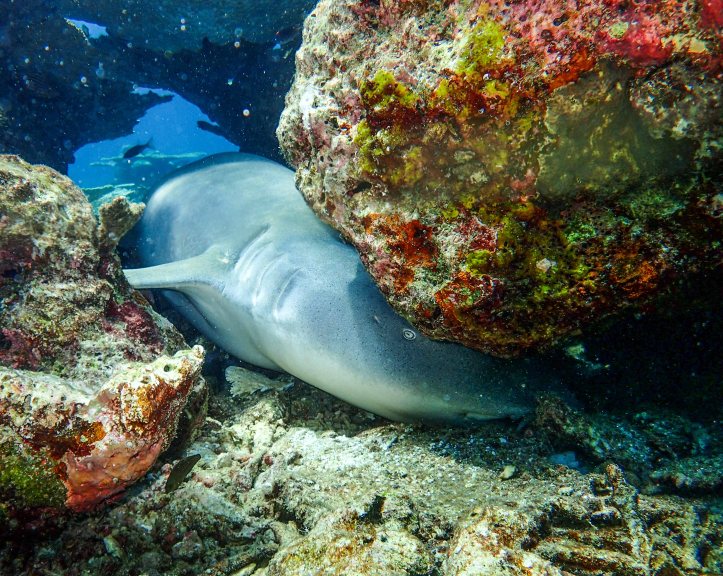 Nurse Shark, Maldives