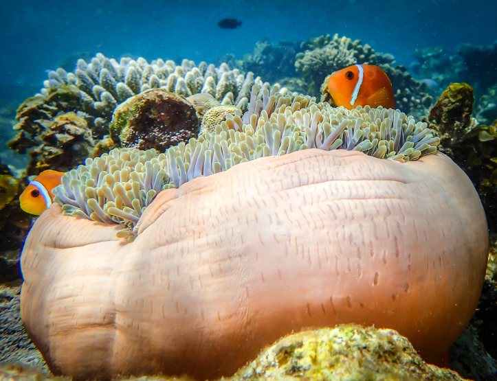 Clown Fish, Maldives