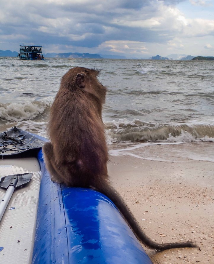 Monkey Kayak